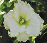 white_mountain_s.jpg image by ruby1