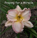 PrayingForAMiracle.jpg image by PaddleHikeVA