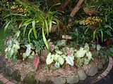 Caladium Garden