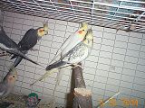 SwindleSkySLingBones.jpg image by Northern_conure_herder_