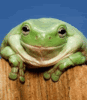 ani-Smiling_Frog.gif image by denison
