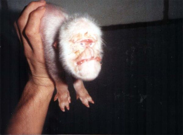 ogrish-dot-com-deformed_pig1.jpg image by noops