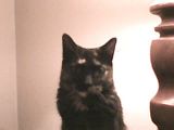 PeeWee.jpg image by bubbles05